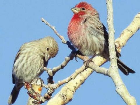 pair of house finches