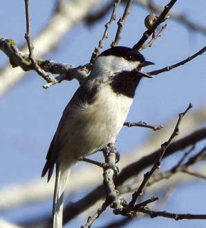 Chickadee, Bluebirds
