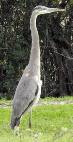 Great blue heron