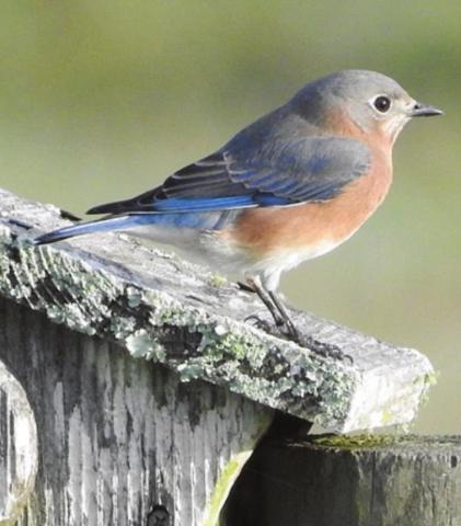 Eastern Bluebird