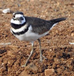 Pair of Killdeer