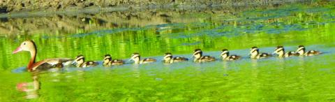Landa sends duck, butterfly photos