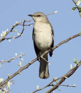 Mockingbird, sparrow photos