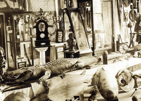 Large taxidermy all igator at Heintze’s Traveling Man’s Museum above August Heintze’s store at 130 North Washington in La Grange, circa 1910s. Photo Courtesy of Fayette Heritage Museum &amp; Archives
