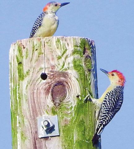 Male and female red-bellied woodpeckers