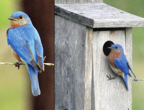Eastern bluebird, whistling duck