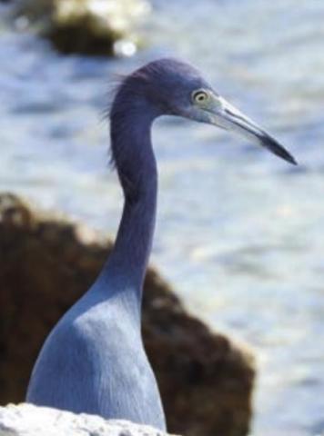 Little blue heron