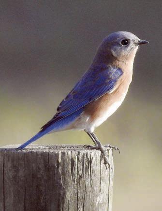 Eastern Bluebird