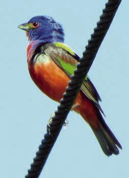 Landa has banner weekend photographing birds