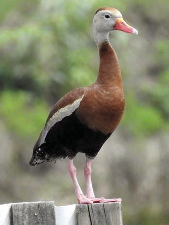 Black-bellied whistling duck