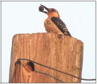 Woodpecker