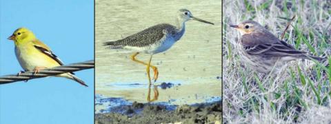 Three bird species common to Schulenburg