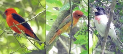 Landa photographs migrating birds