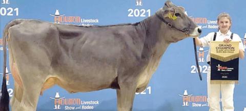 LANDRY ZAPALAC – Junior Champion Brown Swiss, Reserve Champion Brown Swiss Cow, Grand Champion Brown Swiss, and Junior Champion Brown Swiss Showmanship