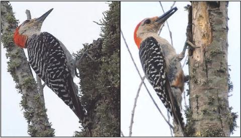 Red-bellied woodpecker