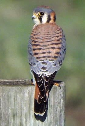 American Kestrel