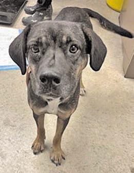 Adopt me!