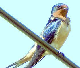 Barn swallow’s coloring captured