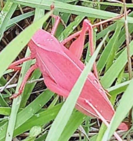 Unusual katydid