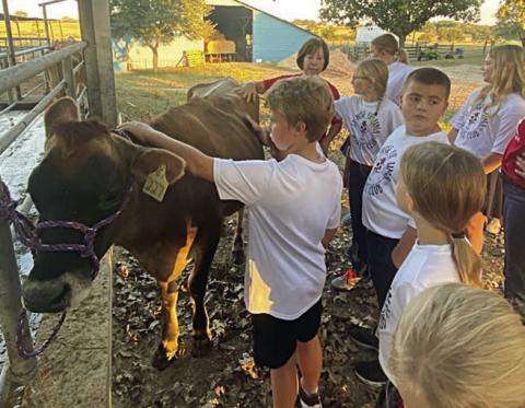 Getting to pet A JERSEY calf was fun for the members of the St. Rose Science Club.