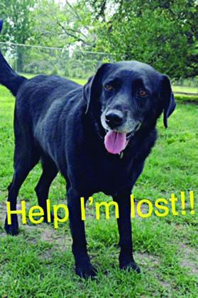 Animal Shelter holding microchip promotion