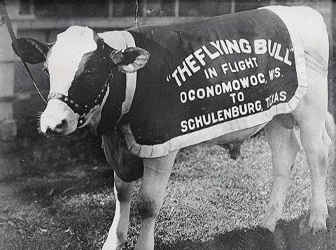 Schulenburg’s Carnation Badger the Flying Bull has earned a place in Texas history as one of the most audacious publicity stunts ever.