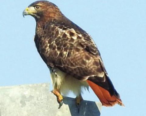 	Hawk, storks and flycatchers