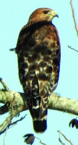 John C. Landa Jr., the “Schulenbirder,” took this photo on Sunday afternoon, Dec. 29, saying that he believes it to be a red-shouldered hawk (but from this angle it is similar to a broad-shouldered hawk). The photo was taken at his property southwest of Schulenburg.
