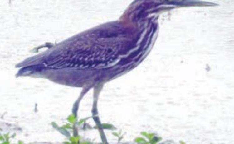 Herons and ducks