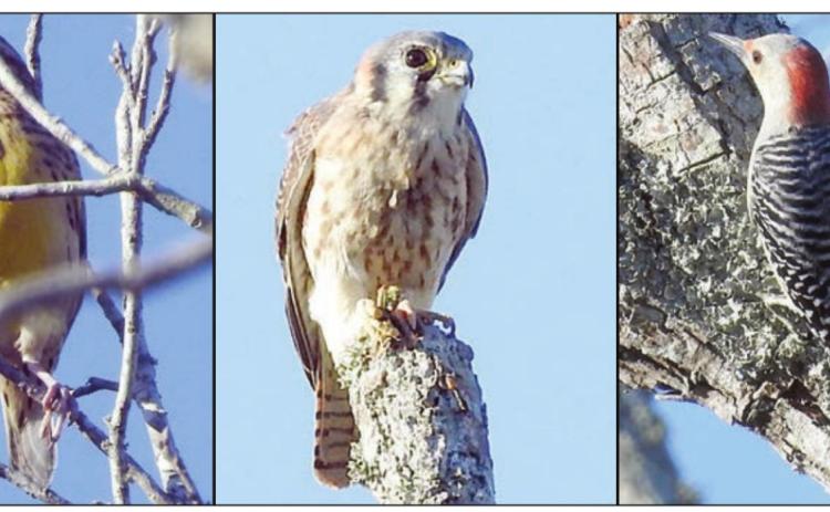 Meadowlark, Kestrel, Woodpecker