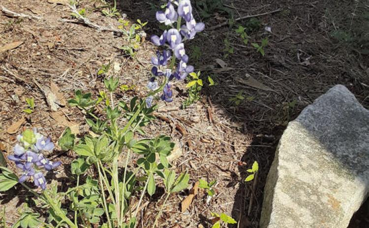 Bluebonnet still blooming