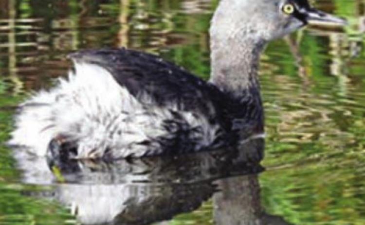 Least Grebe