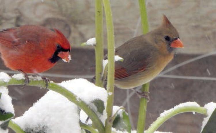 Birds photographed after snowfall