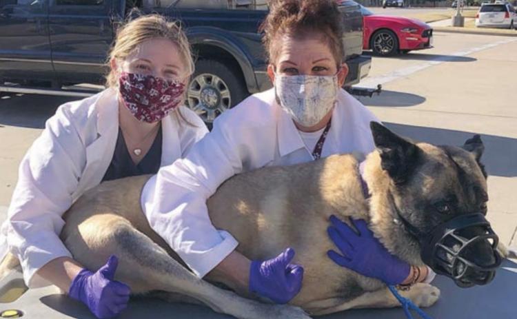Retired K-9 Lobos undergoing cancer treatments