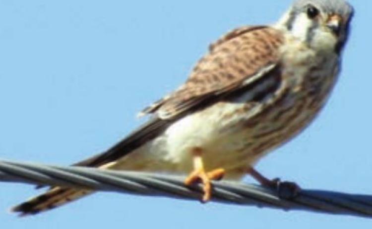 American Kestrel