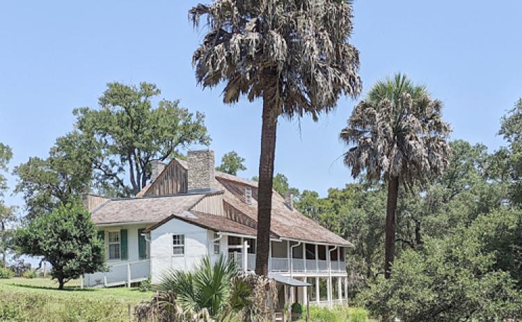 Two remaining palm trees behind the Kreische home. Photo Courtesy of Gavin Miculka