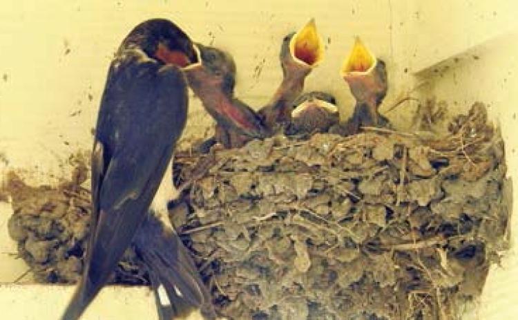 Barn swallow photos