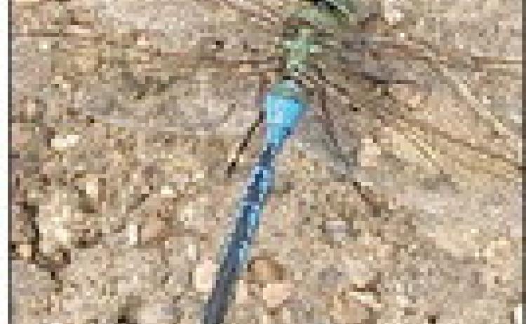 Dragonflies, praying mantis