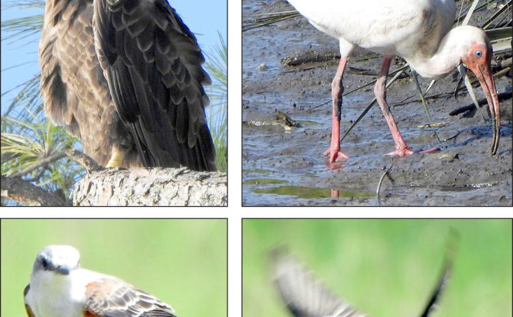 Landa’s photos include bald eagle