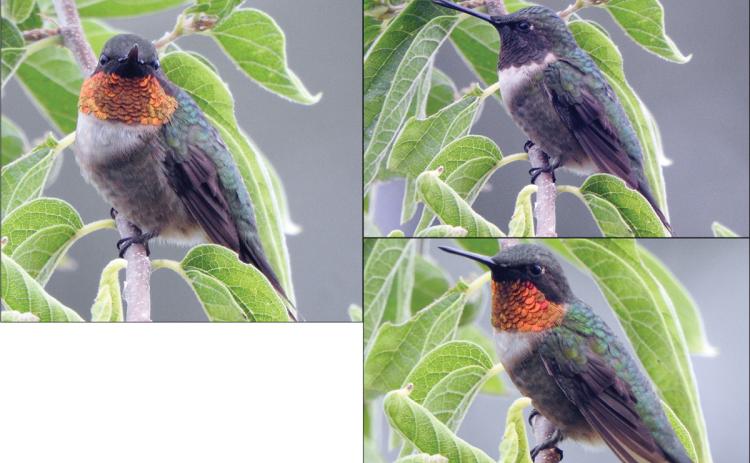 Hummingbird photos