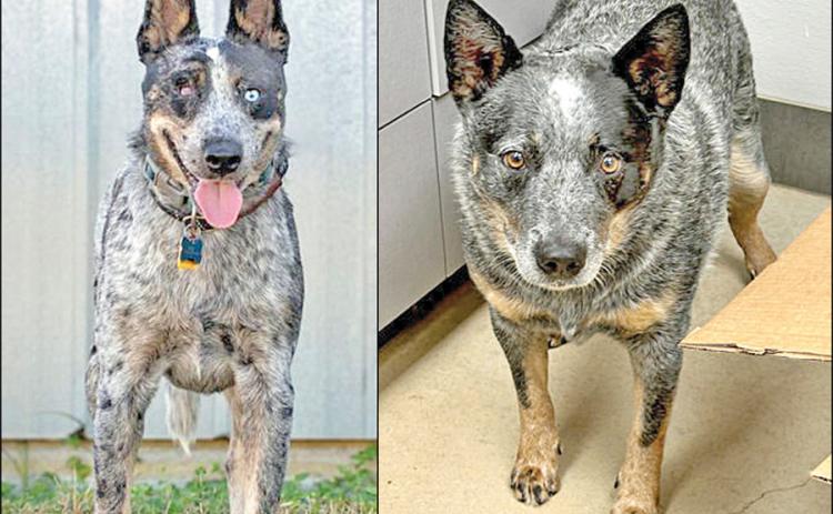 Adopt me!
