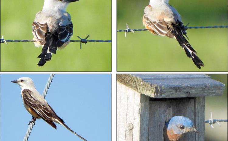 Scissortail flycatchers, eastern bluebird photos submitted