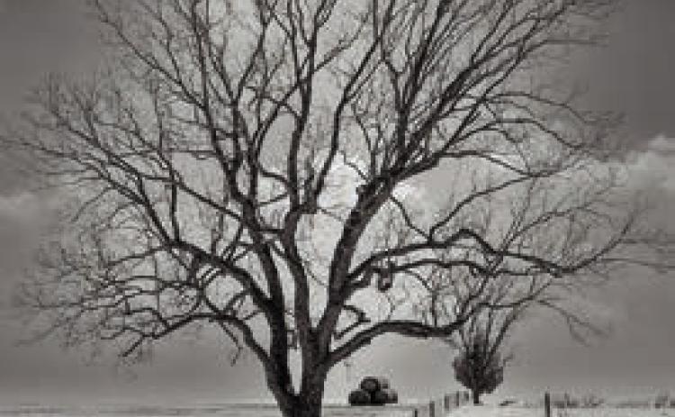 “Tree and Two Fences” by Jerry Brown