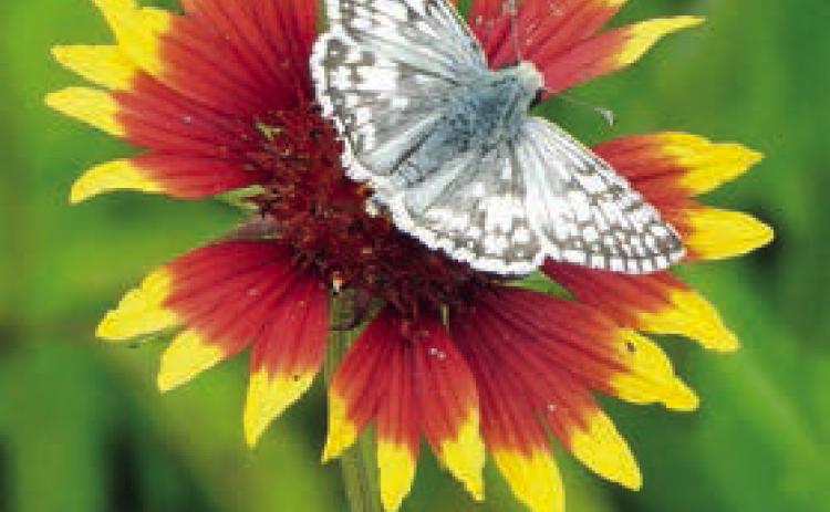 Wildflowers, butterflies & moths