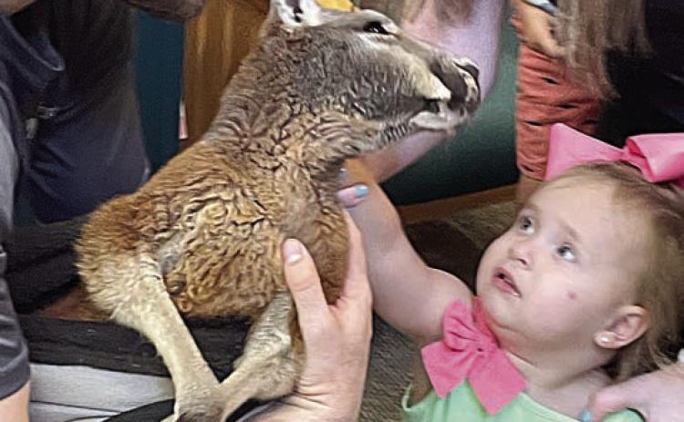 Toddler meets Aussie baby at the library