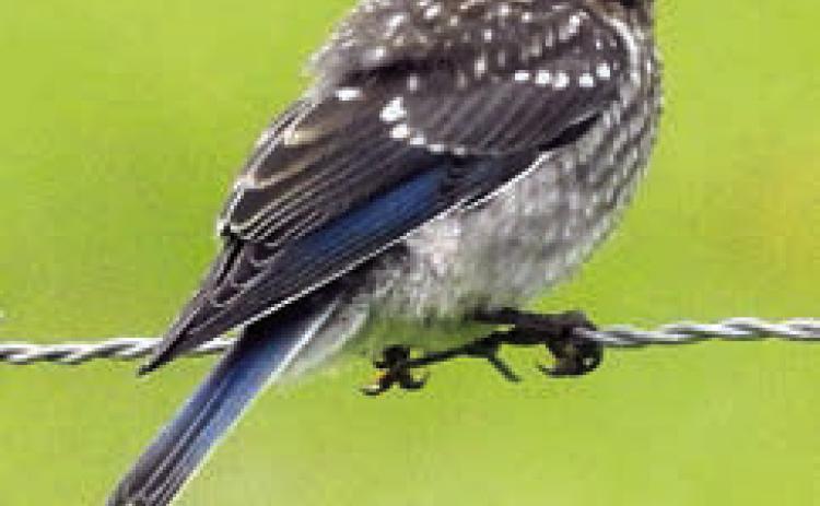 Blue-winged teal, eastern bluebird