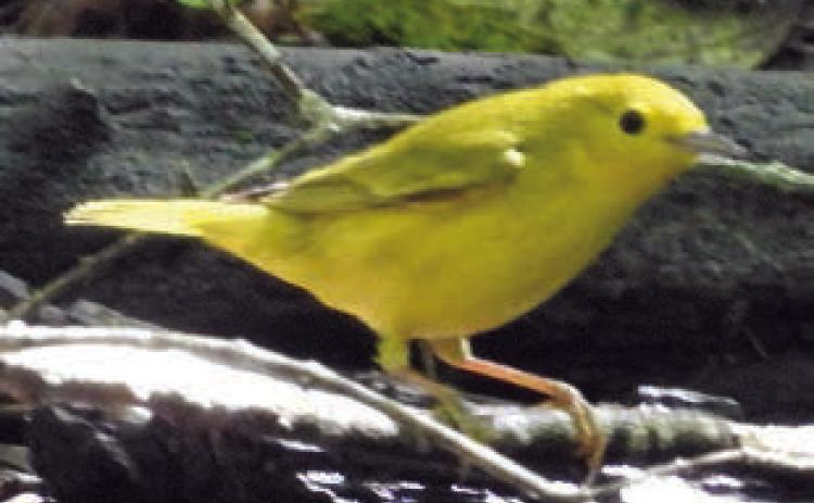 yellow warbler