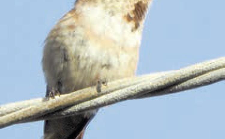 Bird photos from San Diego area