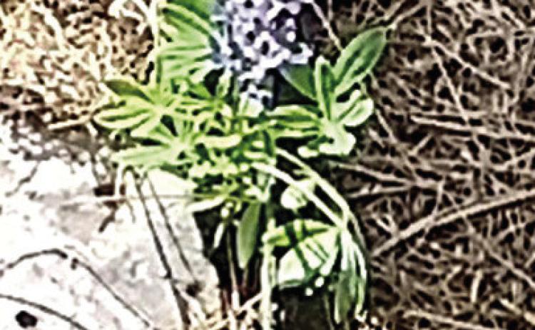 Remnant of spring