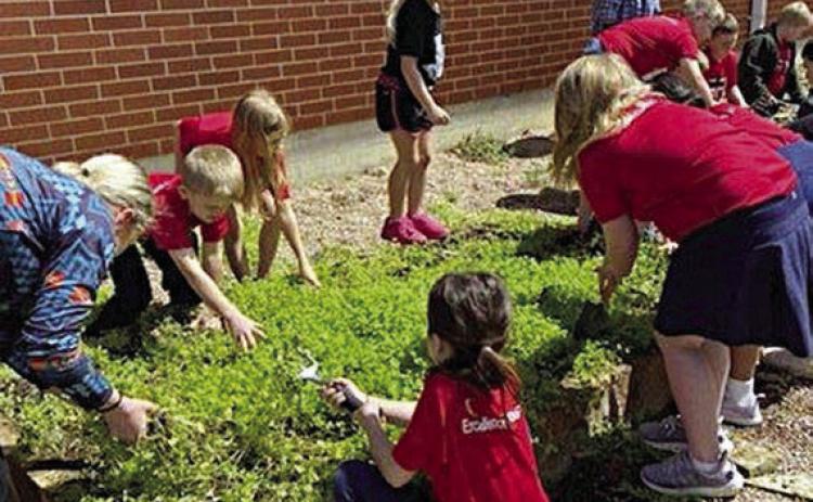 First graders and their teacher, Kacy McBride, remove Bowlesia weed from the four vegetable beds.